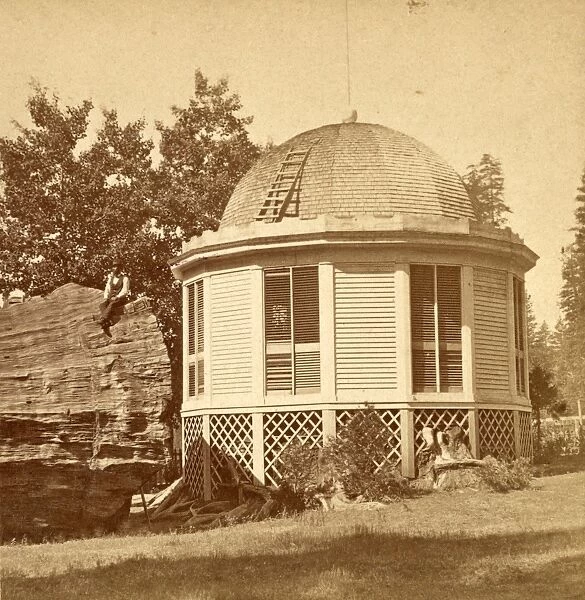 Dancing pavilion, on stump of big tree, US, USA, America, Vintage photography