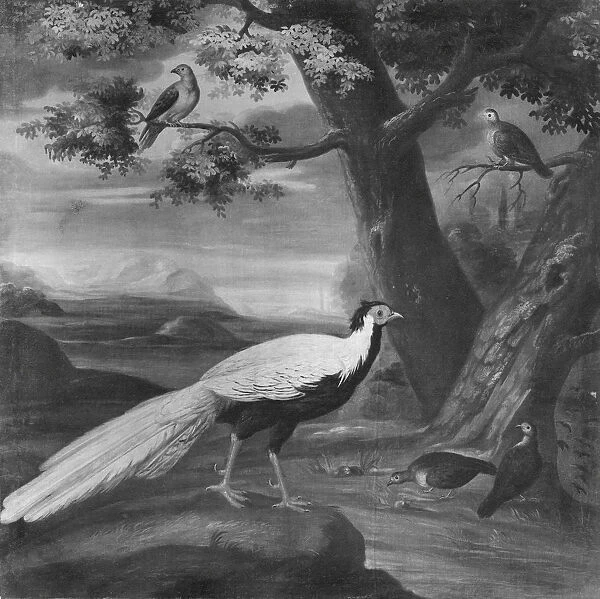 David von CAoln Pheasant four pigeons painting