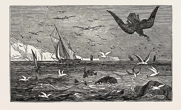 The Dolphin (Or Dorado) Pursuing the Flying Fish
