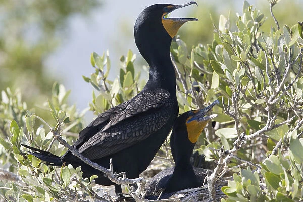 Double-crested Cormorants on nest Mexico, Phalacrocorax auritus