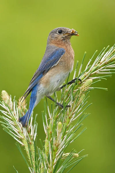 Eastern Bluebird, Sialia sialis