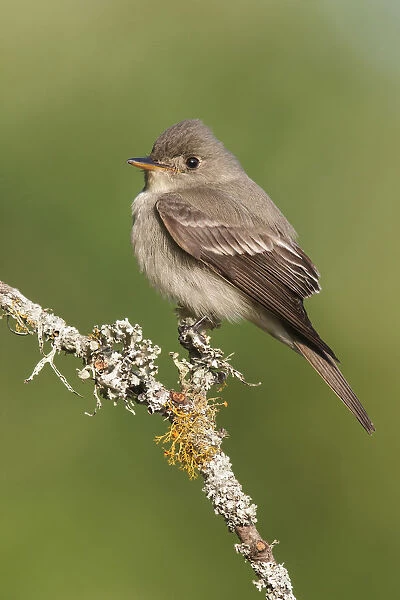 Eastern Wood-Pewee on perch