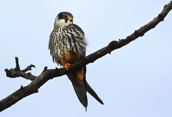 Eurasian Hobby on the lookout, Falco subbuteo