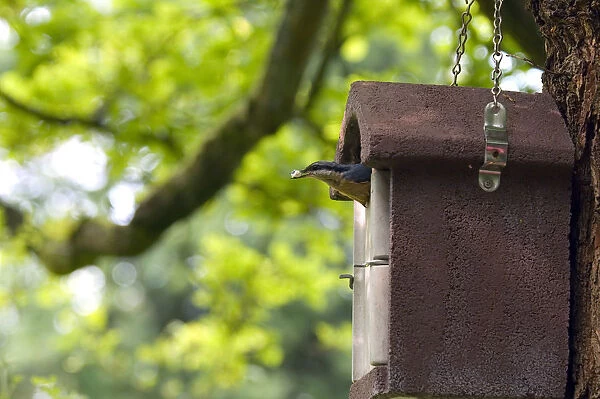 Eurasian Nuthatch adult removing droppings from nestbox Netherlands, Sitta europaea