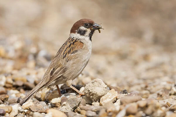 Eurasian Tree Sparrow, Passer montanus ssp montanus, adult, Croatia, Passer montanus