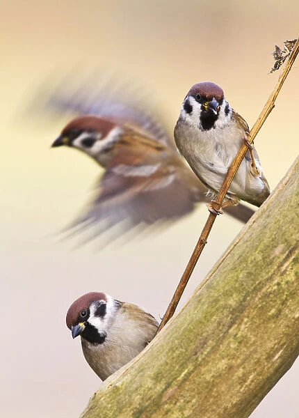 Eurasian Tree Sparrows, Passer montanus