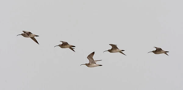 Eurasian Wimbrels in flight