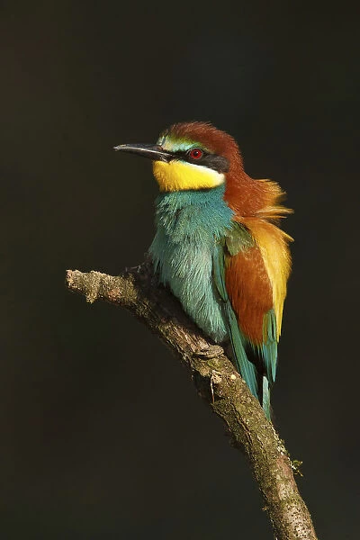 European Bee-eater sitting on pearch with dark background, Merops apiaster, France