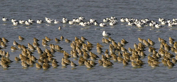 European Golden Plover group in water, Pluvialis apricaria, Netherlands