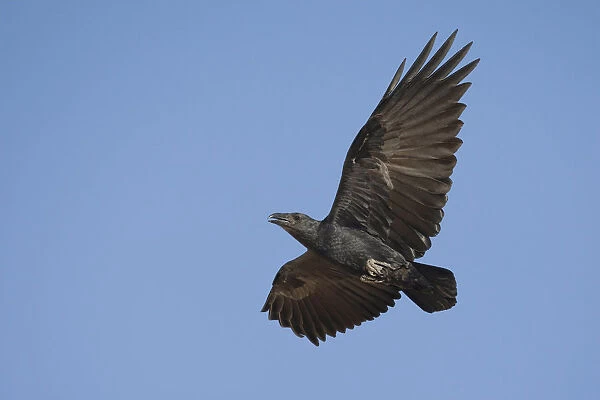 Fan-tailed Raven in flight, Corvus rhipidurus, Oman