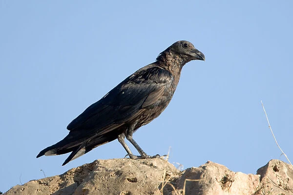 Fan-tailed Raven on rock, Corvus rhipidurus, Oman