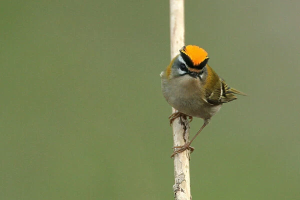Firecrest perched on a branch