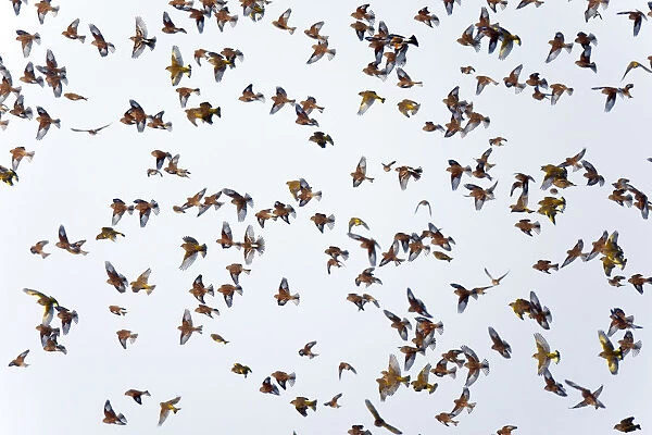 Flock of wintering seedeating songbirds (Linnet, Greenfinch) flying above wintery arable land Mortelshof, Netherlands