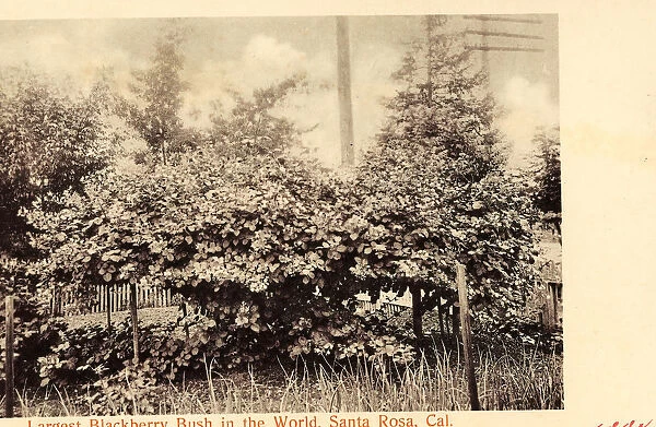 Flora Santa Rosa California 1905 Largest Blackberry Bush