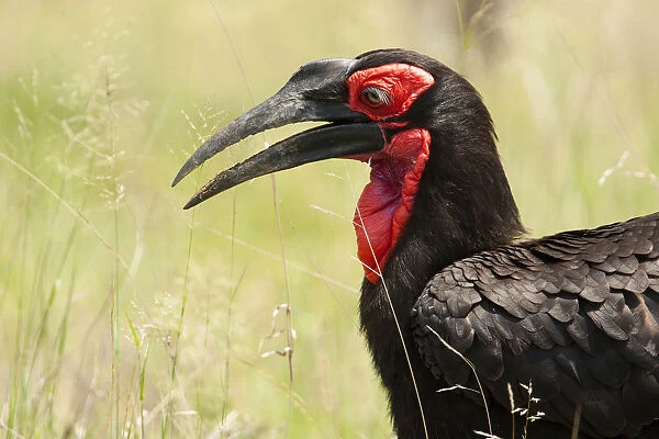 Foraging Southern Ground-hornbill, South Africa
