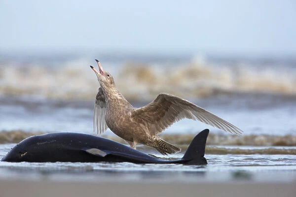 Glaucous Gull (Larus hyperboreus) on North Sea coast of Holland defending dead Harbour Porpoise, Larus hyperboreus