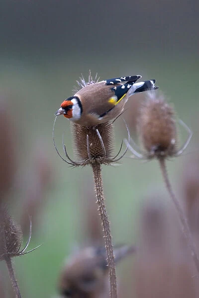 Goldfinch foraging on seeds