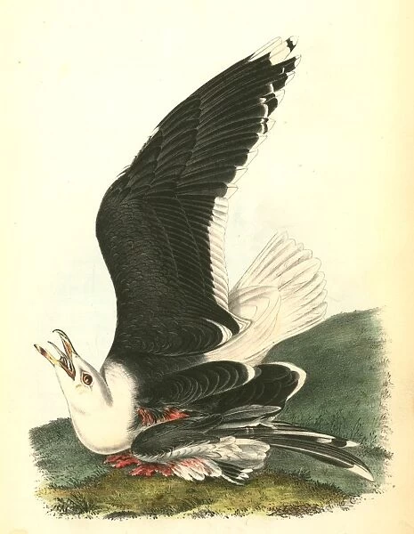 Great Black-backed Gull. Male. Audubon, John James, 1785-1851