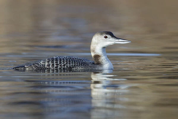Great Northern Loon, United States
