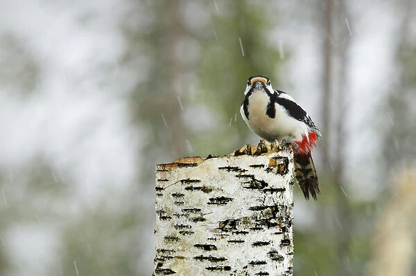 Great Spotted Woodpecker perched on a tree in winter, Dendrocopos major