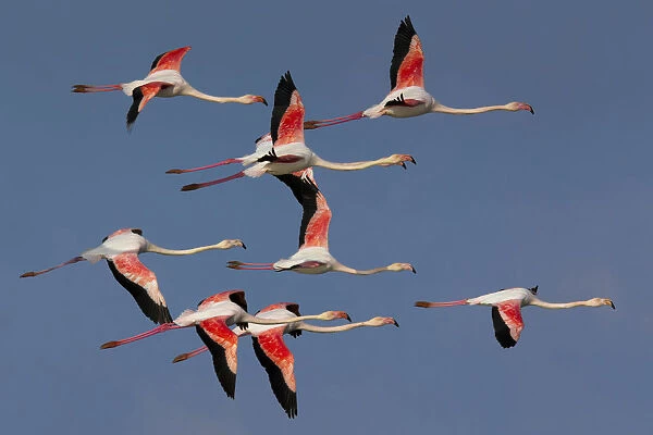 Greater Flamingos in flight, Phoenicopterus roseus, Italy
