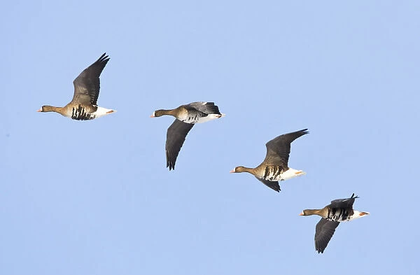 Greater White-fronted Goose in flight, Anser albifrons