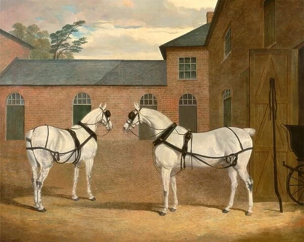 Grey carriage horses in the coachyard at Putteridge Bury, Hertfordshire Mr