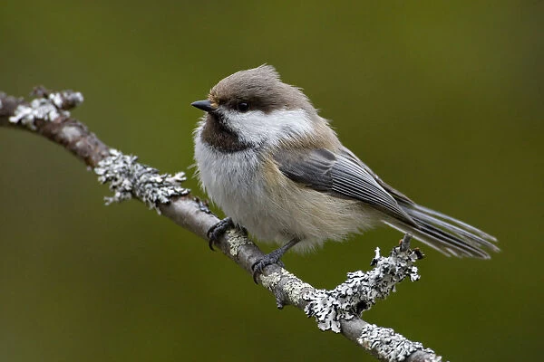 Grey-headed Chickadee perched on a branch, Poecile cinctus, Finland