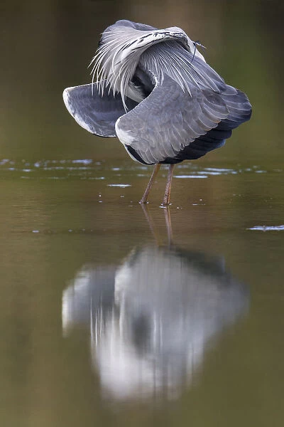 Grey Heron, Ardea cinerea, Italy