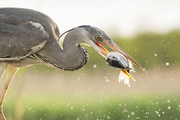 Grey Heron catching fish, Ardea cinerea, Hungary