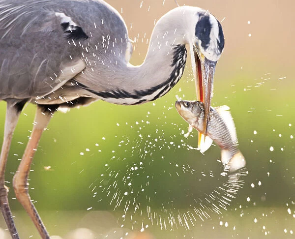 Grey Heron eating fish, Ardea cinerea