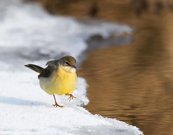 Grey Wagtail in with ice and snow covered partly frozen stream, Motacilla cinerea, Netherlands