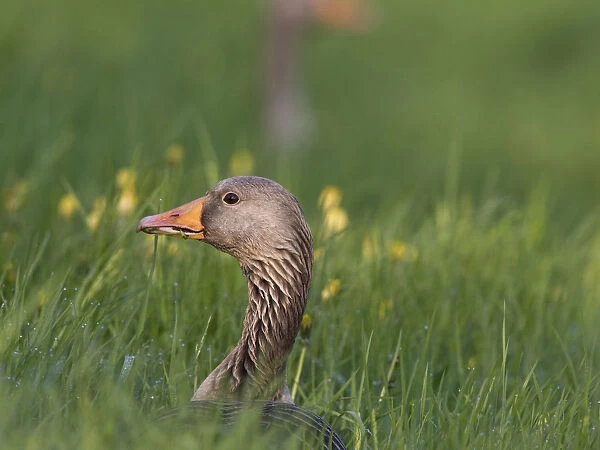 Greylag Goose in tall grass Netherlands, Anser anser