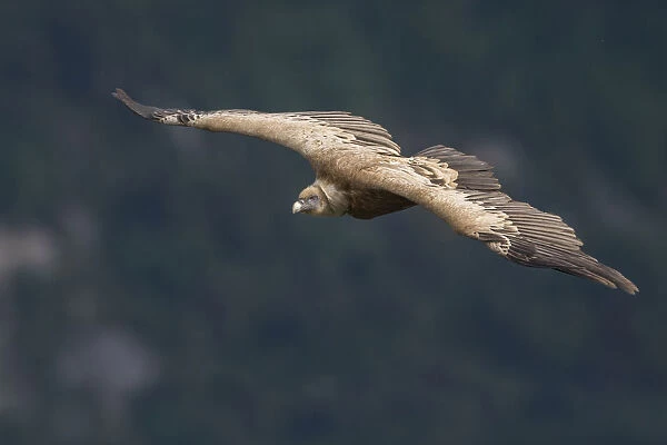 Griffon Vulture in flight, Gyps fulvus, France