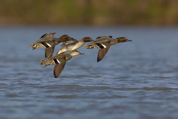 Group of Common Teals in flight, Italy