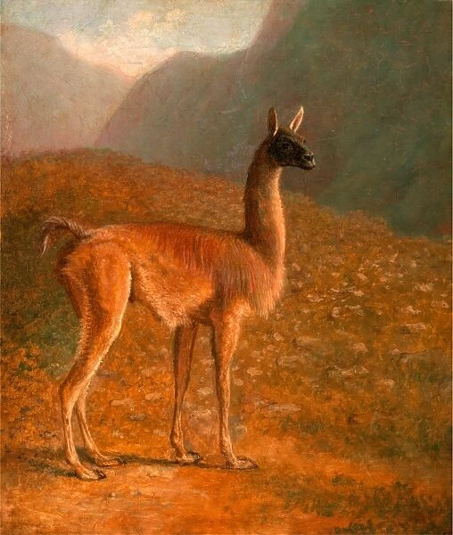 Guanaco A Male Vicuna, Jacques-Laurent Agasse, 1767-1849, Swiss