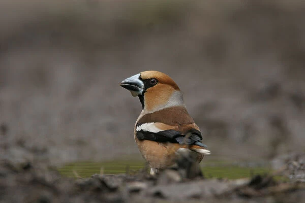 Hawfinch drinking, Coccothraustes coccothraustes