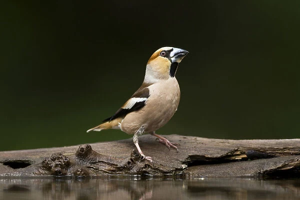 Hawfinch at drinking site, Coccothraustes coccothraustes