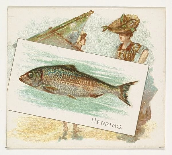 Herring Fish American Waters series N39 Allen & Ginter Cigarettes
