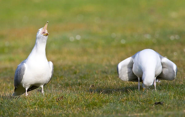 Herring Gulls in display