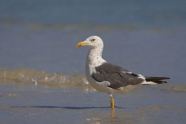 Heuglin's Gull on the beach, Oman