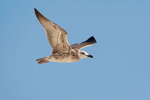 Heuglin's Gull in flight, Oman