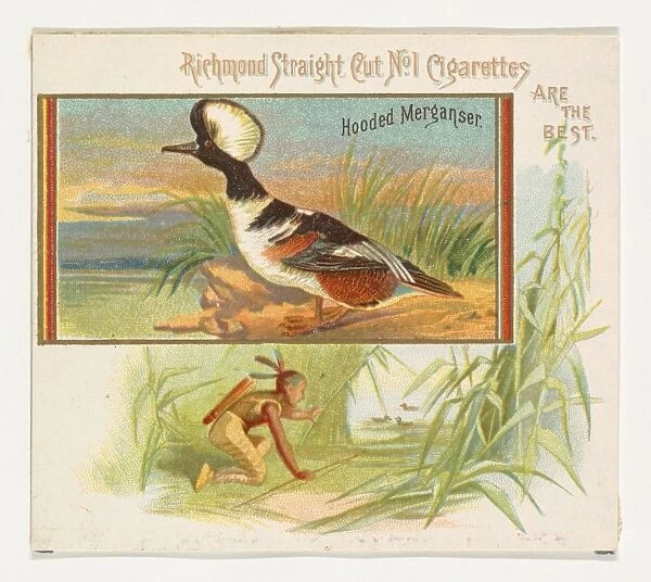 Hooded Merganser Game Birds series N40 Allen & Ginter Cigarettes