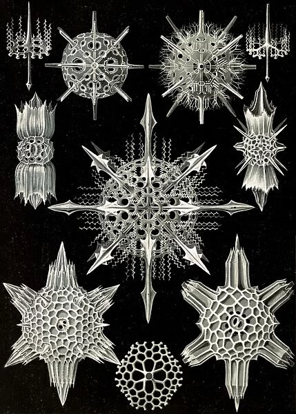 Illustration shows aquatic animals. Acanthophracta. - Wunderstrahlinge, 1 print