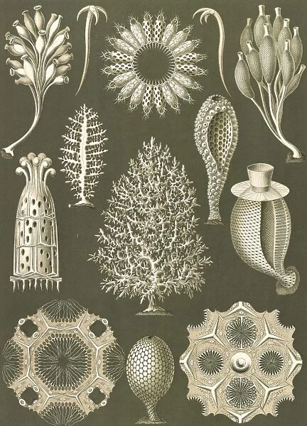 Illustration shows calcareous sponges. Calcispongiae