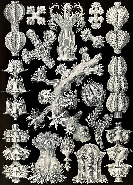 Illustration shows corals in the subclass Octocorallia. Gorgonida. - Rindenkorallen