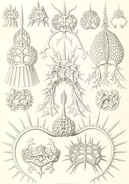 Illustration shows microorganisms. Spyroidea