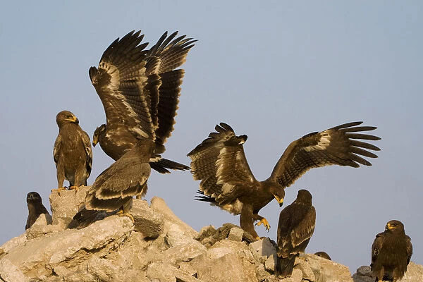 Immature Steppe Eagle perched, Aquila nipalensis, Oman