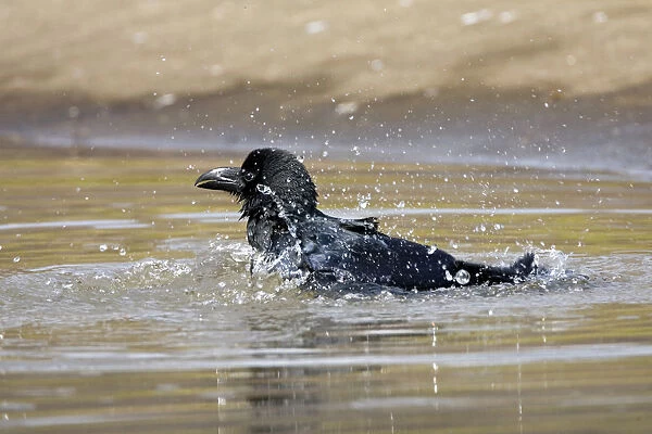 Jungle Crow taking a bath