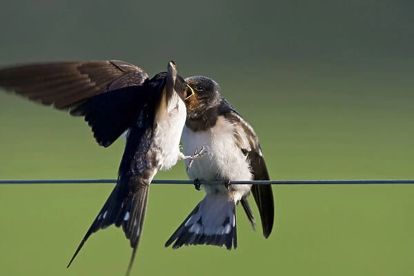Juvenile Barn Swallow fed by parent Netherlands, Hirundo rustica